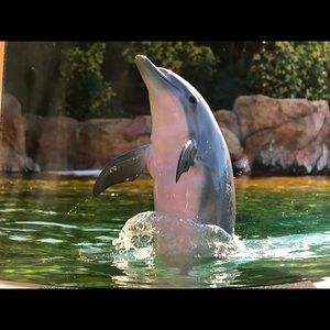 Meet your Posher, Safaa